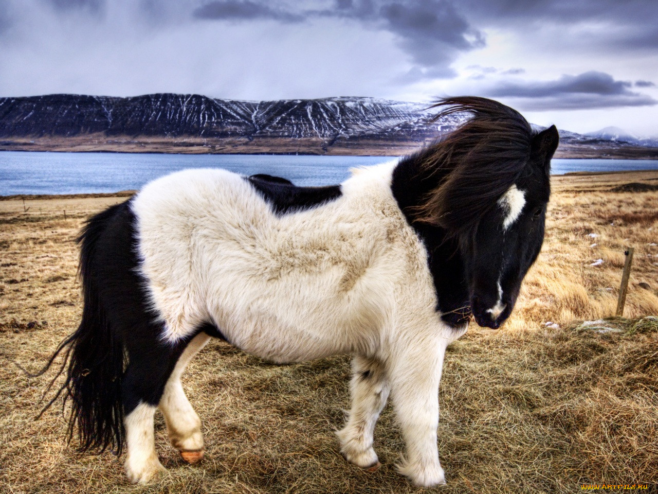 icelandic, sheepdog, , 